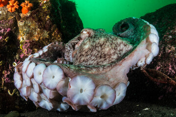 Water ocutopus