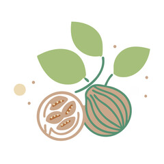 Nutmeg Myristica Fragrans Seeds Illustration