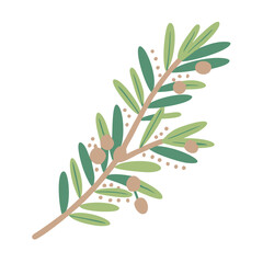 Manuka Branch Illustration, Leptospermum Scoparium