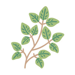 Marjoram Origanum Majorana Herb Illustration