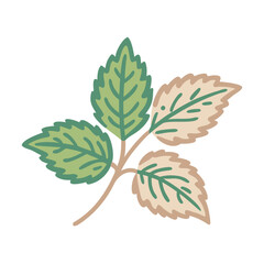 Lemon Balm Leaves Illustration, Melissa Officinalis