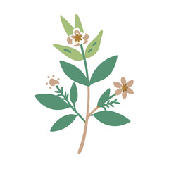 Labdanum Cistus Ladaniferus Plant Illustration