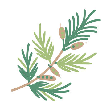 Kanuka Branch Illustration with Leaves and Seed Pods