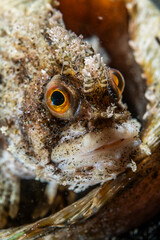 Fringed blenny