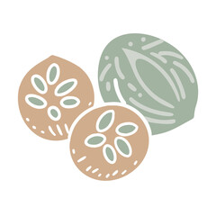Stylized Hickory Nuts Illustration on White
