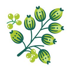 Coriander Seeds Vector Illustration on White