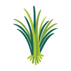 Citronella Grass Vector Illustration, Cymbopogon Nardus