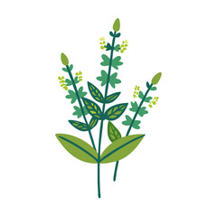Clary Sage Flower Illustration, Salvia Sclarea