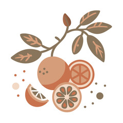 Calamansi Citrus Illustration with Branch and Slices