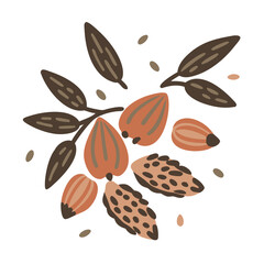 Bitter Almond Kernels Illustration, Prunus Dulcis Var