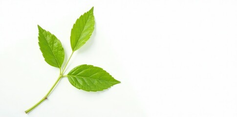 Fototapeta premium Single stem isolated against white background, botanical, plant, texture