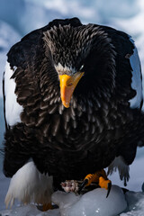 White-tailed eagle