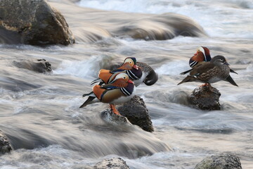 The mandarin duck (Aix galericulata) is a perching duck species native to the East Palearctic. This...