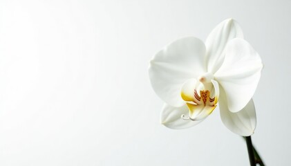 Obraz premium Delicate white orchid blossom, pristine petals against pure white backdrop, tranquility, petal, beauty