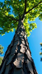 Fototapeta premium Tree trunk and branches against a bright blue sky, nature, background, evergreen