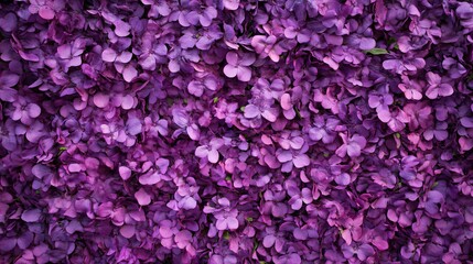 Beautiful Purple Hydrangea Flowers Floral Background Texture Image Perfect for Design Projects Wedding Invitations Spring Summer Nature Theme Vibrant Rich Color Palette Detailed Close Up Shot High    