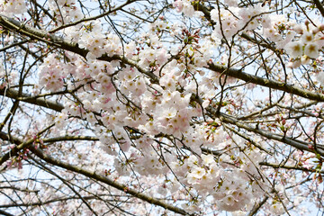 桜「アメリカ」