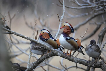 The mandarin duck (Aix galericulata) is a perching duck species native to the East Palearctic. This...