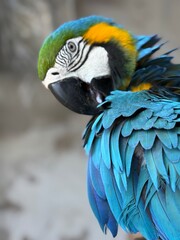 blue and yellow macaw