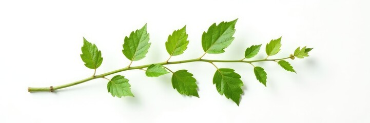 Single branch with delicate leaves isolated on white background, floral, green, background