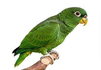 Obraz premium Vibrant green parrot perched branch