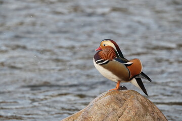 The mandarin duck (Aix galericulata) is a perching duck species native to the East Palearctic. This...