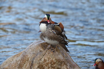 The mandarin duck (Aix galericulata) is a perching duck species native to the East Palearctic. This...