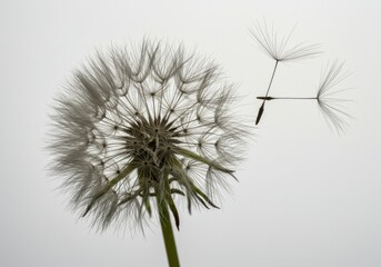 Delicate dandelion seed head wispy