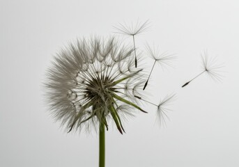 Delicate dandelion seed head wispy