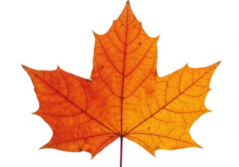 Obraz premium Vibrant autumn maple leaf detailed
