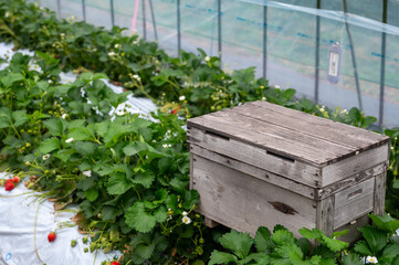 いちご狩り農園にある蜂の巣箱