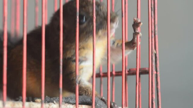 Horsfield's treeshrew (Tupaia javanica), also called Javan treeshrew, is a treeshrew species within the Tupaiidae. isolated on white background
