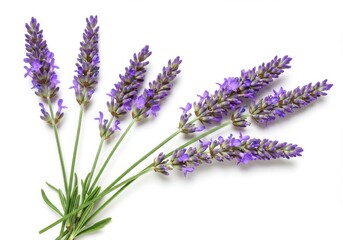 Obraz premium Lavender sprigs vibrant purple flowers