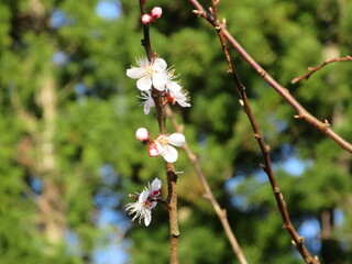 日本の花・桜