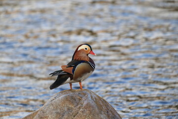 The mandarin duck (Aix galericulata) is a perching duck species native to the East Palearctic. This...