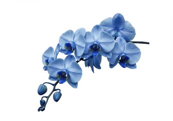 Photorealistic blue orchid delicate petals