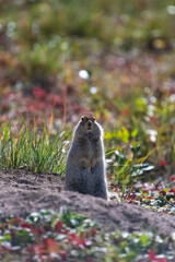 Arctic ground squirrel, Urocitellus parryii, a cute rodent in Yukon in autumn
