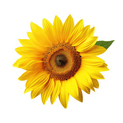 Fototapeta premium Yellow Sunflower in Full Bloom on transparent background
