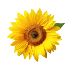 Gardinen Yellow Sunflower in Full Bloom on transparent background © Redwana