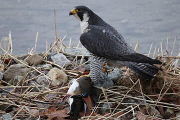 The peregrine falcon (Falco peregrinus japonensis), also known simply as the peregrine, is a cosmopolitan bird of prey (raptor) in the family Falconidae. This photo was taken in Japan.