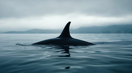 Fototapeta premium The dorsal fin of a killer whale is visible above the waters