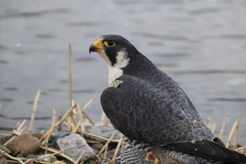 The peregrine falcon (Falco peregrinus japonensis), also known simply as the peregrine, is a cosmopolitan bird of prey (raptor) in the family Falconidae. This photo was taken in Japan.