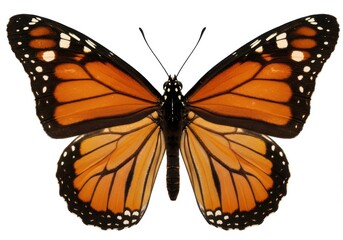 Obraz premium Monarch butterfly detailed wings vibrant
