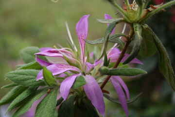 Purple Spider Azalea close up detailed photo, beautiful delicate long petals, spring time bloom, Rhododendron linearifolium