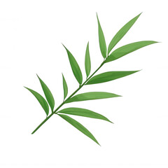Fototapeta premium Simple Bamboo Leaf for Eco-Friendly Product Design Transparent Background