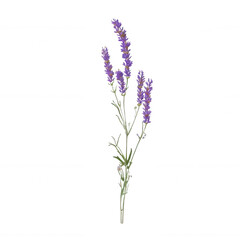Naklejka premium Single Lavender Stalk with Delicate Flowers for Wellness Branding Transparent Background