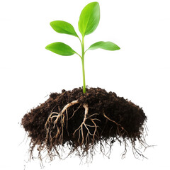Young Green Sprout with Roots for Sustainability Design Transparent Background