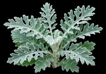 Dusty miller plant silver-green foliage