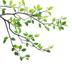 Fototapeta premium Natural Tree Branch Element Transparent Background