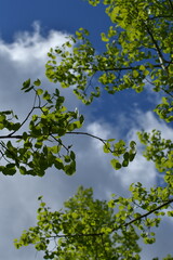 Fototapeta premium fresh green leaves, forest, nature, spring, season